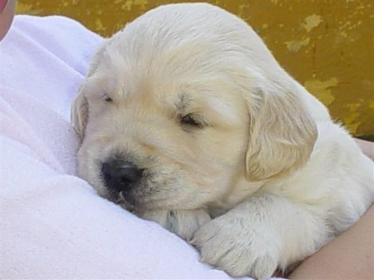 Golden retriever Daffy Dog Hansen - mit først møde med daffy billede 5