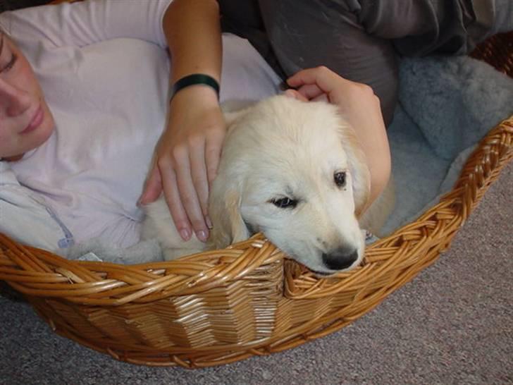 Golden retriever Daffy Dog Hansen - Den holdt ikke længe den kurv. billede 6