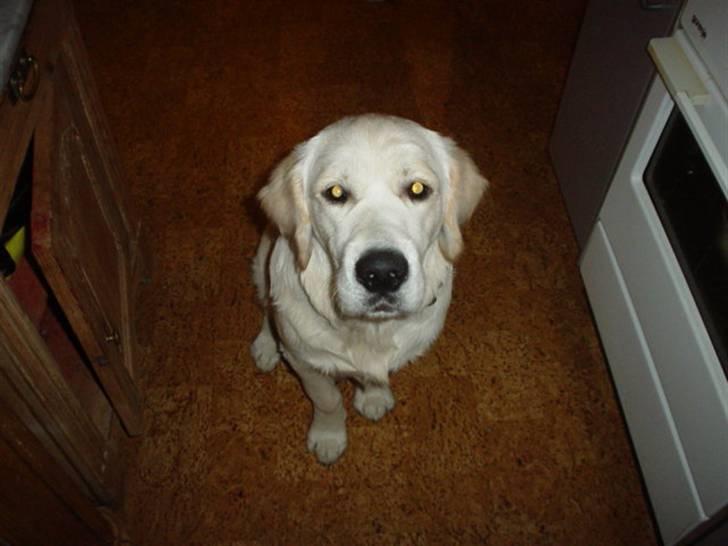 Golden retriever Daffy Dog Hansen billede 7