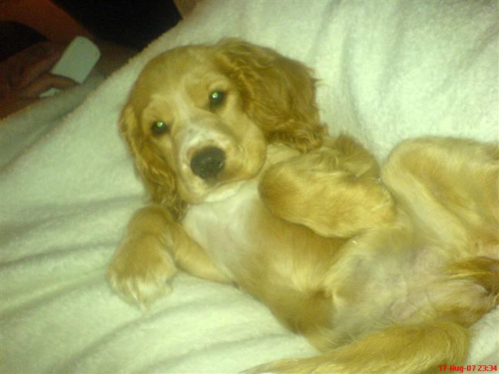 Cocker spaniel Silva billede 13