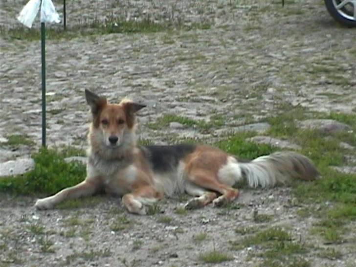 Blanding af racer stella billede 2