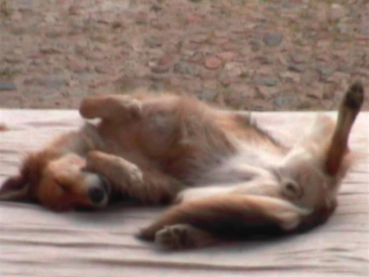 Blanding af racer stella billede 3