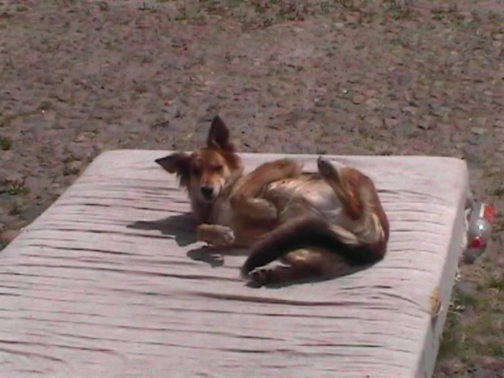 Blanding af racer stella billede 4