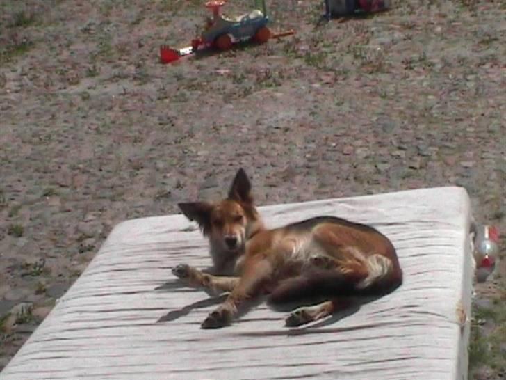 Blanding af racer stella billede 5