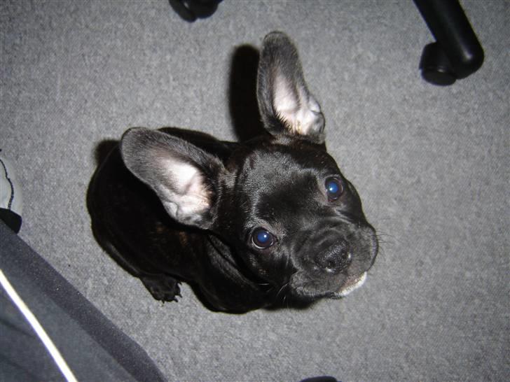 Fransk bulldog Hannibal billede 15