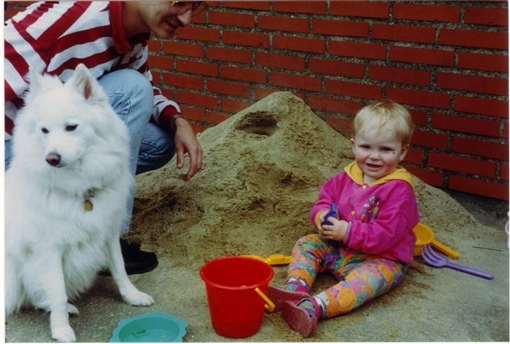 Samojedhund Zita - SORRY - de fleste billeder har VIRKELIG ringe kvalitet, men jeg har desværre ingen scanner, så jeg er nød til at tage billeder af billederne XD billede 1