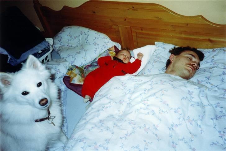 Samojedhund Zita - Dengang jeg var helt lille q; billede 2