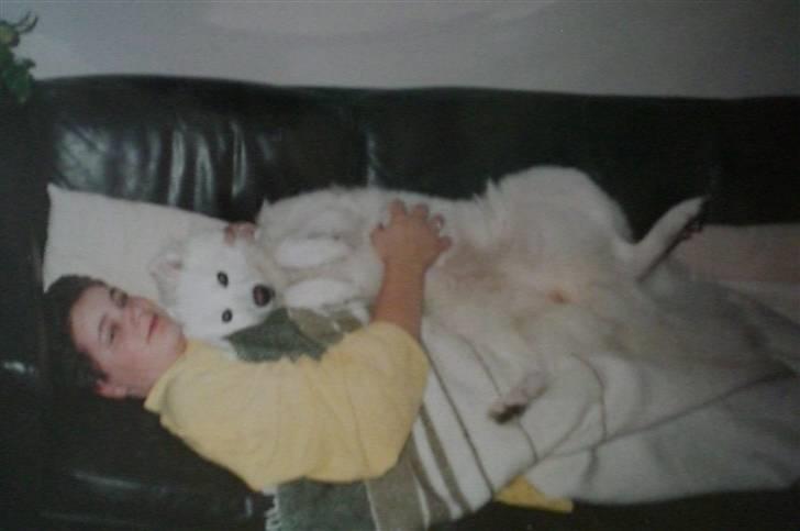 Samojedhund Zita - Min faster og Zita tager en slapper på sofaen XD billede 4