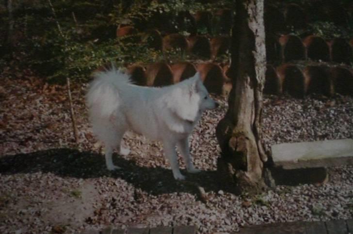 Samojedhund Zita - Uuh, spændene træ xb billede 5