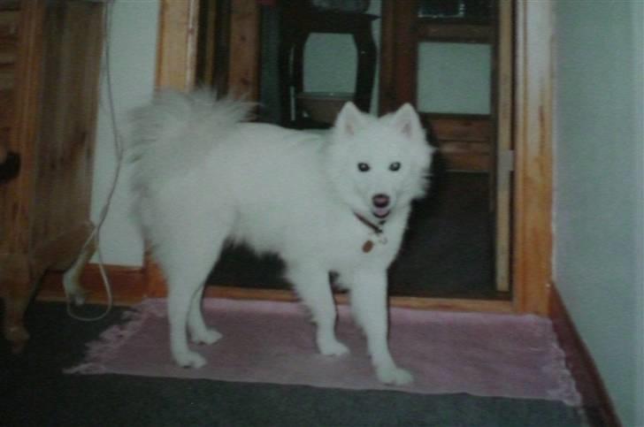 Samojedhund Zita - Zita som unghund billede 6