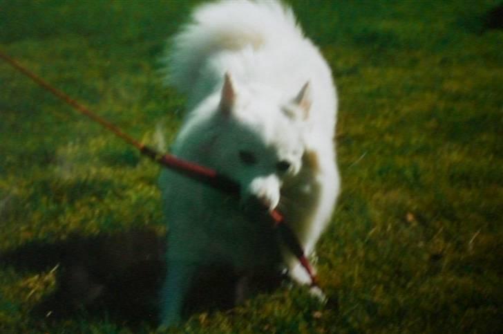 Samojedhund Zita - Grrh ! -  dø snor ;p billede 7