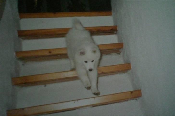 Samojedhund Zita - På vej ned ad trappen - meget farligt ? billede 8