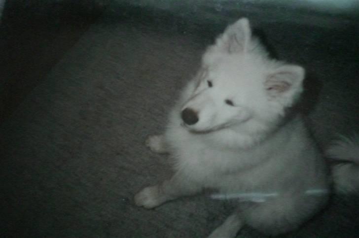 Samojedhund Zita - Nuéh, den stakkels hund blev blitset xb billede 9