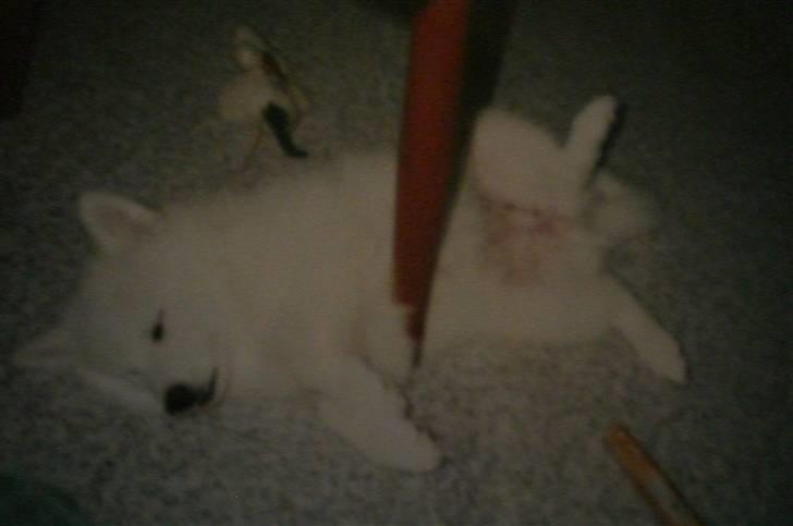 Samojedhund Zita - zzZzzZ billede 10