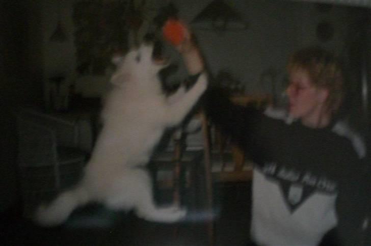 Samojedhund Zita - undskylder mange, mange gange den dårlige kvalitet, men synes alligevel det skulle herind - se så højt hun springer ? & hun er altså kun hvalp, eller unghund på det her billeder xO billede 11