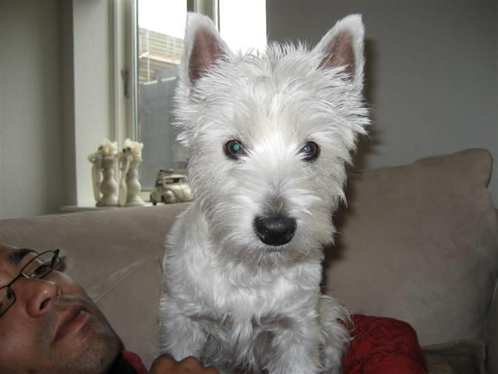 West highland white terrier Frida - lad mig lige se det der du har i hånden mor... billede 2