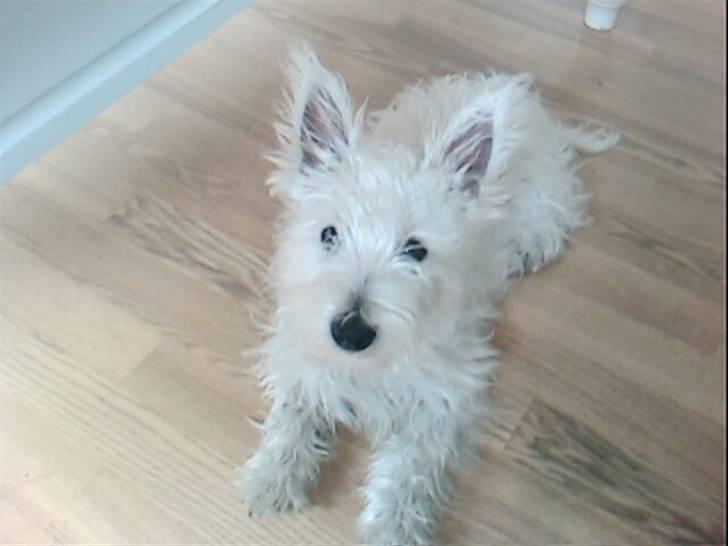 West highland white terrier Frida - Frida 4 måneder ca. billede 4