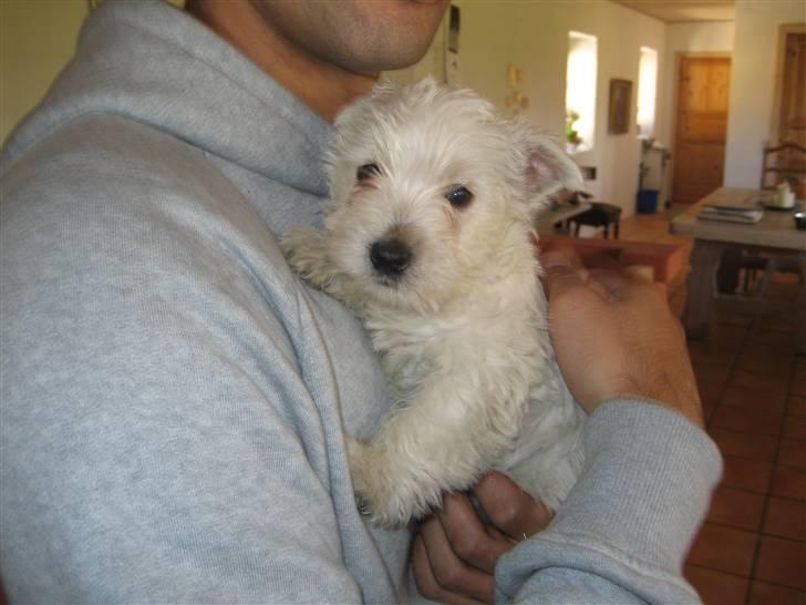 West highland white terrier Frida - Her holder min fatti mig første gang, da jeg blev hentet i KBH. billede 5