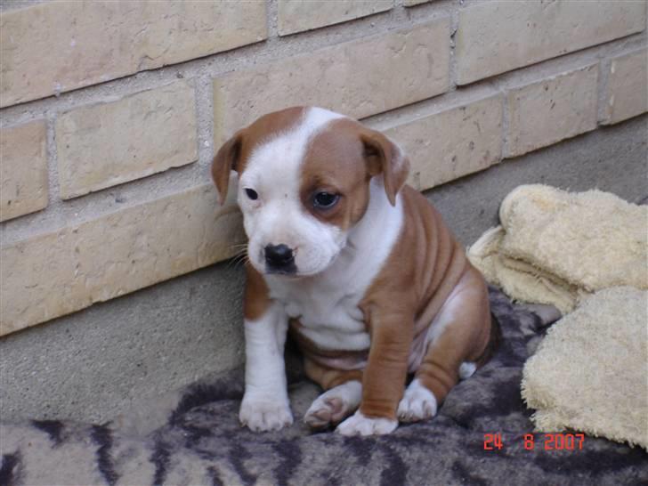 Staffordshire bull terrier (engelsk) Ida - Hej her er lille Ida kun 6 uger gammel billede 1