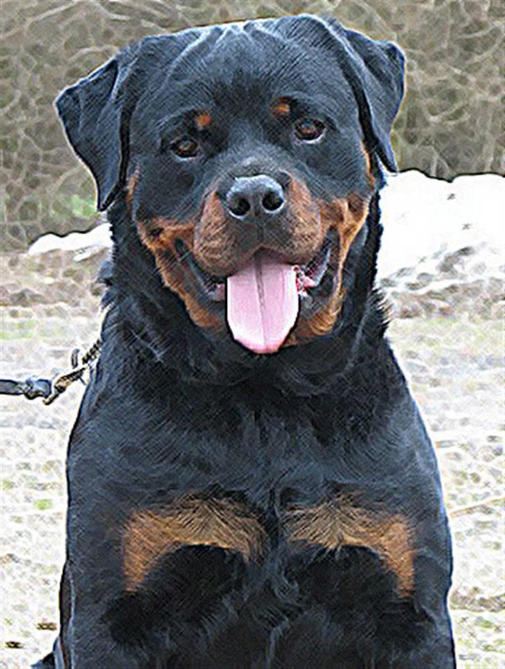 Rottweiler Radeau Kvanto - Lidt mere leg med photoshop:-)  billede 8