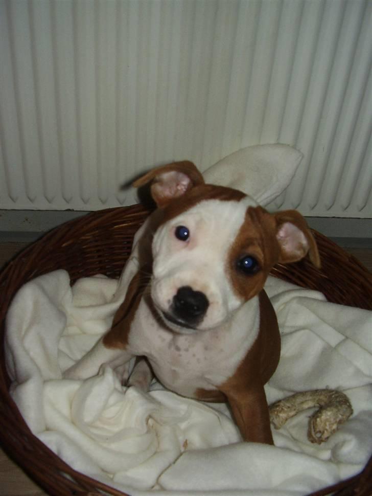 Staffordshire bull terrier (engelsk) Ida - hey du der, det koster for en model som mig... billede 6