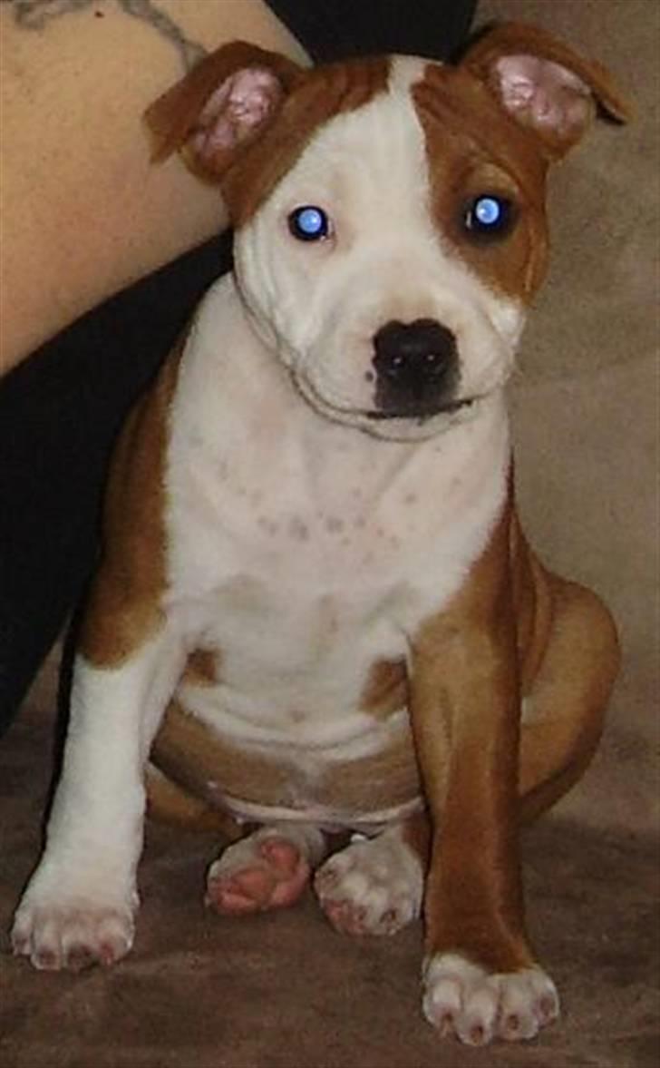 Staffordshire bull terrier (engelsk) Ida - hey miss blue eye billede 7