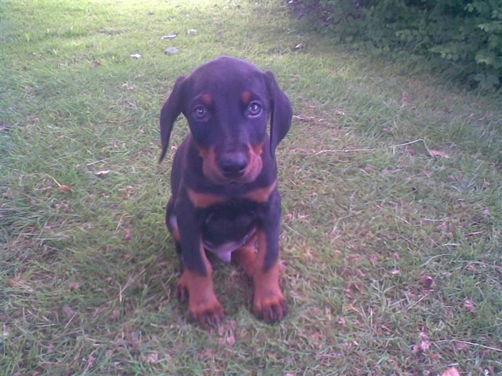 Dobermann Sniper R.I.P. - Her er jeg lige blevet hentet af 2 mennesker, savner min mor! billede 5