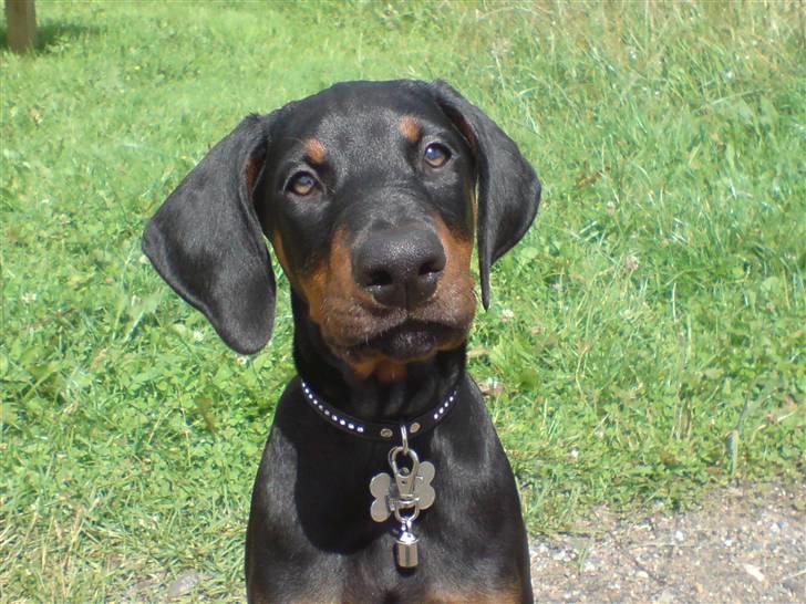 Dobermann Sniper R.I.P. - Jeg går ikke videre før jeg har fået en godbid billede 6