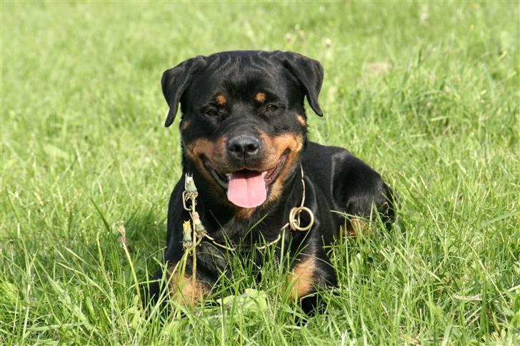 Rottweiler Fattiggården's Haiki *død* billede 18