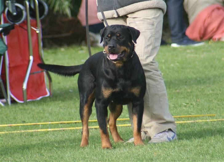 Rottweiler Fattiggården's Haiki *død* billede 19