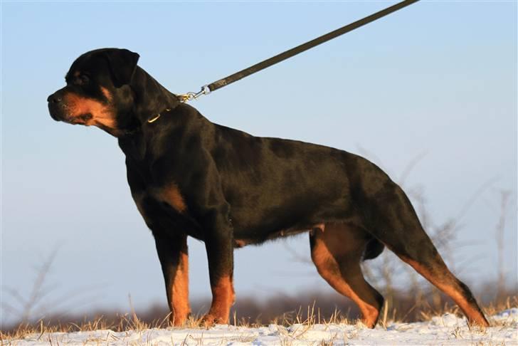 Rottweiler Fattiggården's Haiki *død* billede 20