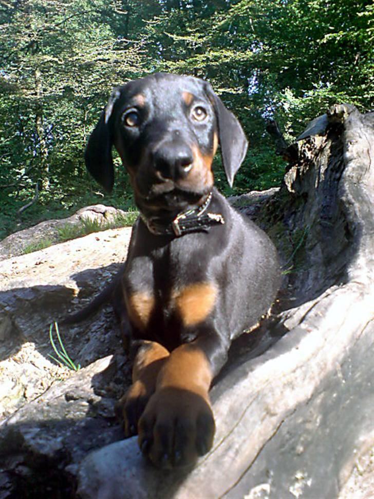 Dobermann Sniper R.I.P. - Hjælper du mig snart ned herfra? billede 7