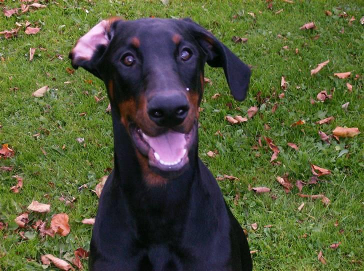 Dobermann Sniper R.I.P. billede 8