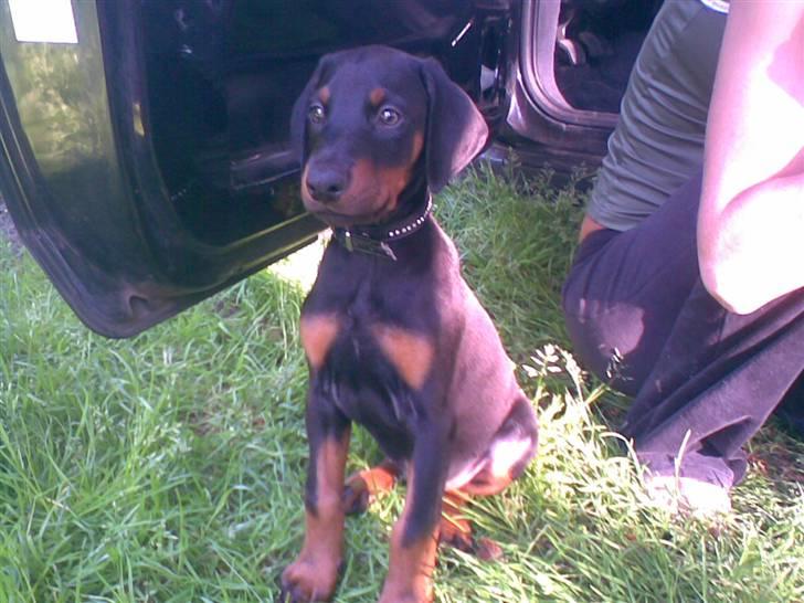 Dobermann Sniper R.I.P. billede 9