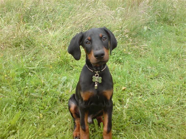 Dobermann Sniper R.I.P. billede 10