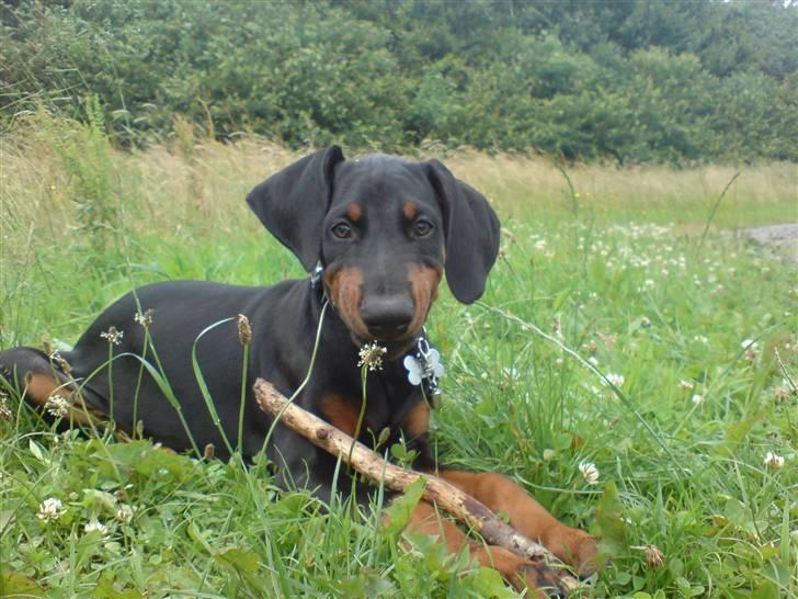 Dobermann Sniper R.I.P. billede 11