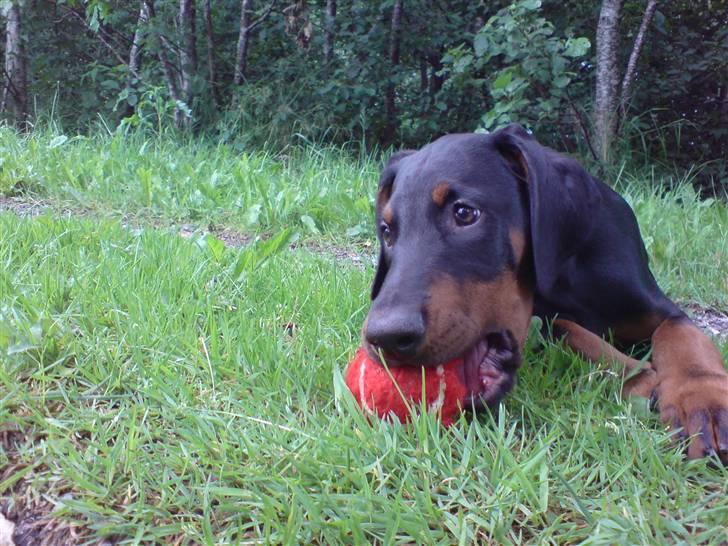 Dobermann Sniper R.I.P. billede 12