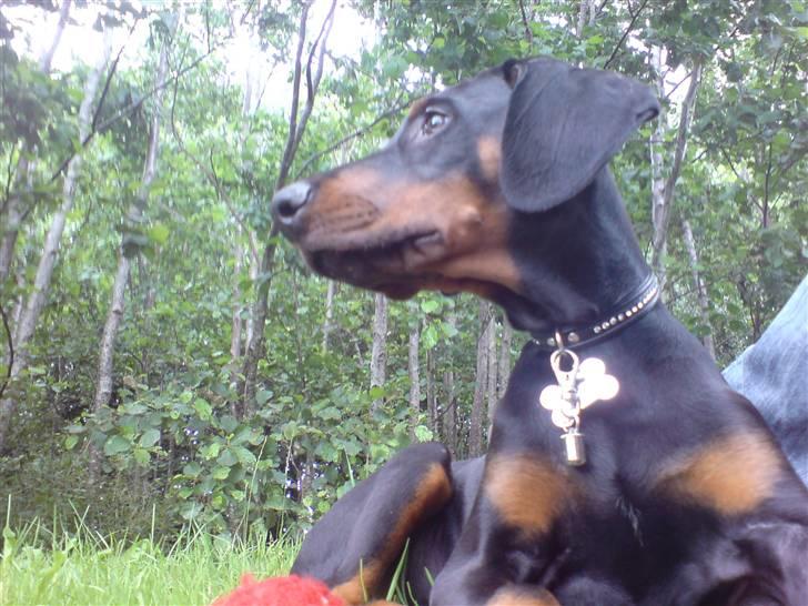 Dobermann Sniper R.I.P. billede 13