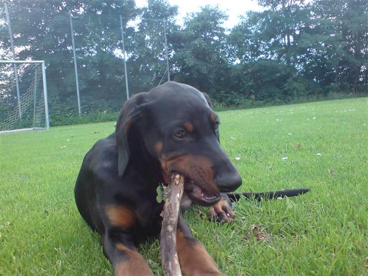 Dobermann Sniper R.I.P. billede 14