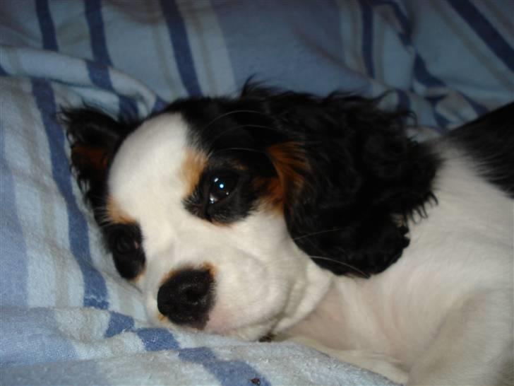 Cavalier king charles spaniel Tikka - Tikka <3 I mors seng - det er bare toppen :) billede 11