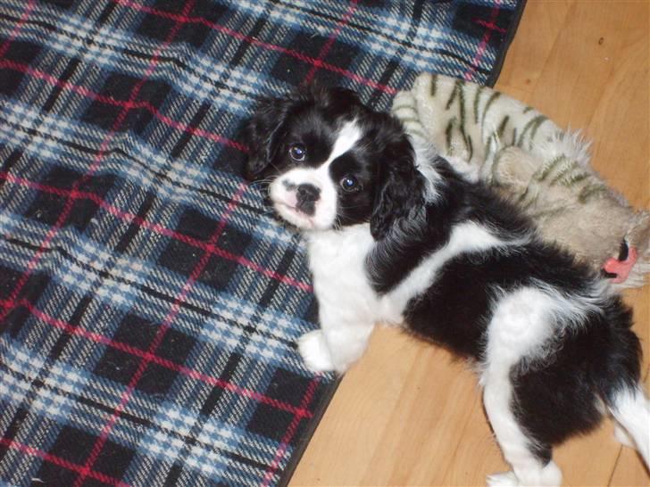 Cavalier king charles spaniel Vera - Lille Vera ikke ret lang tid efter at vi fik hende! billede 1