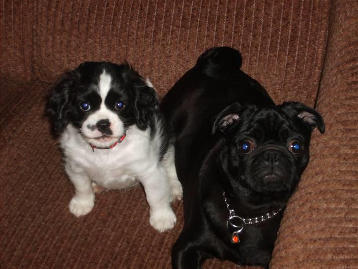 Cavalier king charles spaniel Vera - Vera og Storebror Uffe da vi endelig efter lang tid fik dem til at sidde stille! billede 2