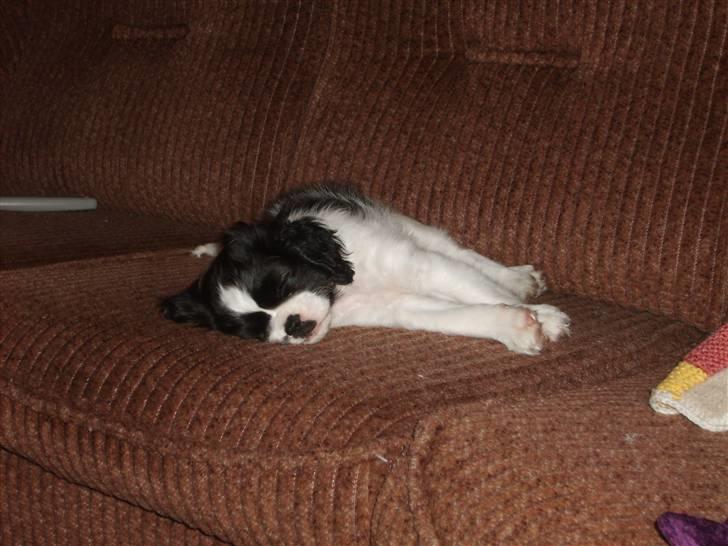 Cavalier king charles spaniel Vera - ZZZZZZ billede 4