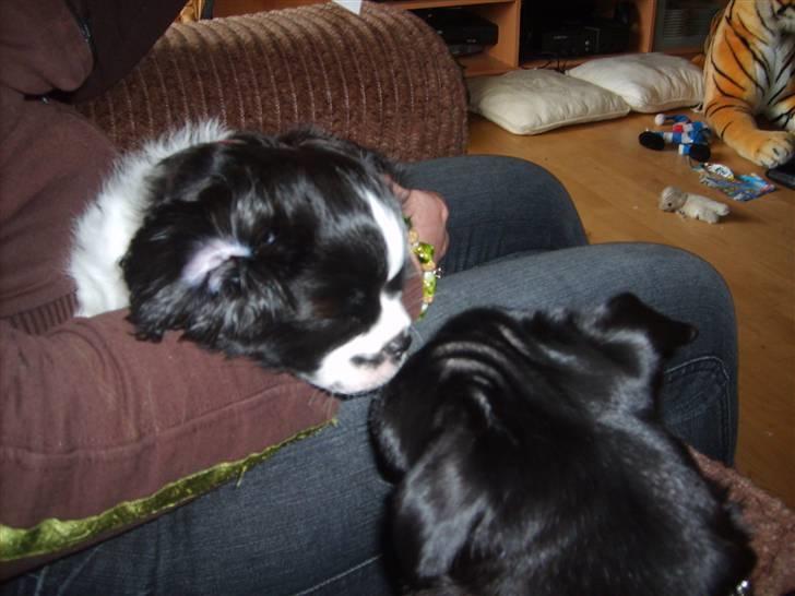 Cavalier king charles spaniel Vera - Selvom at storebror er træls, kan han da godt lige få et nys en gang i mellem billede 5