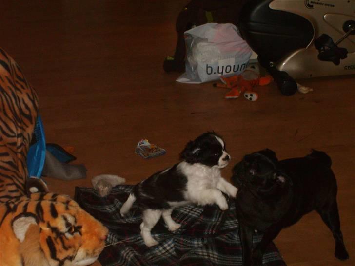 Cavalier king charles spaniel Vera - Haha brormand, nu har jeg dig! billede 6