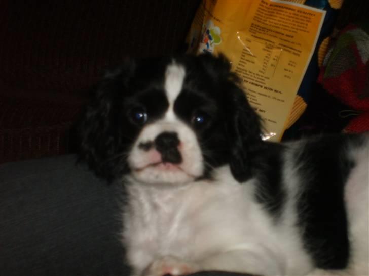 Cavalier king charles spaniel Vera - lige vågnet og var lidt gnaven billede 7