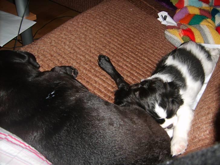 Cavalier king charles spaniel Vera - Brormand er nu god at putte sig op af billede 8