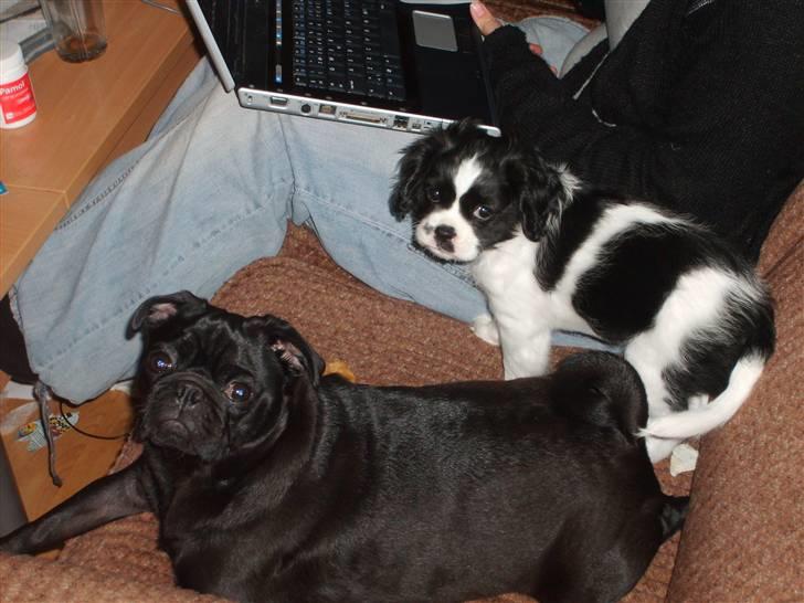 Cavalier king charles spaniel Vera - Vi har ikke gjort noget!!!! billede 9