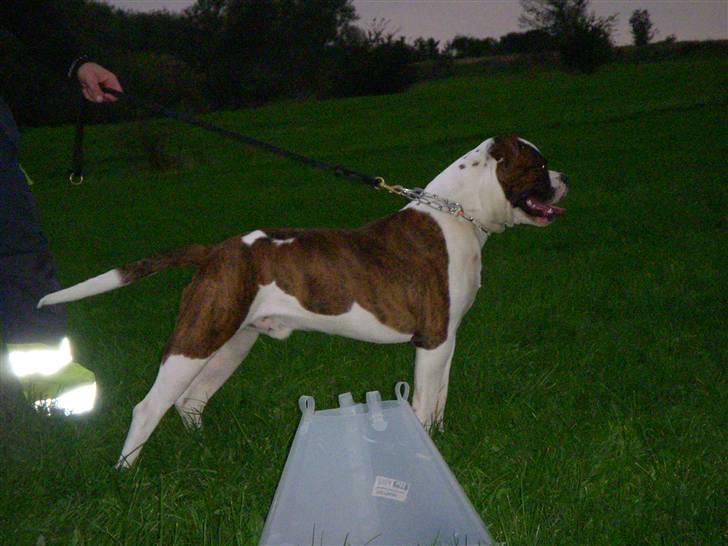 Blanding af racer Enzo billede 3