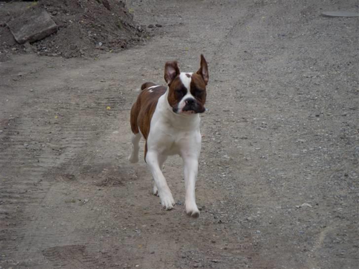 Blanding af racer Enzo billede 4